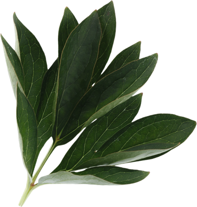 About Us 1 korean leaves